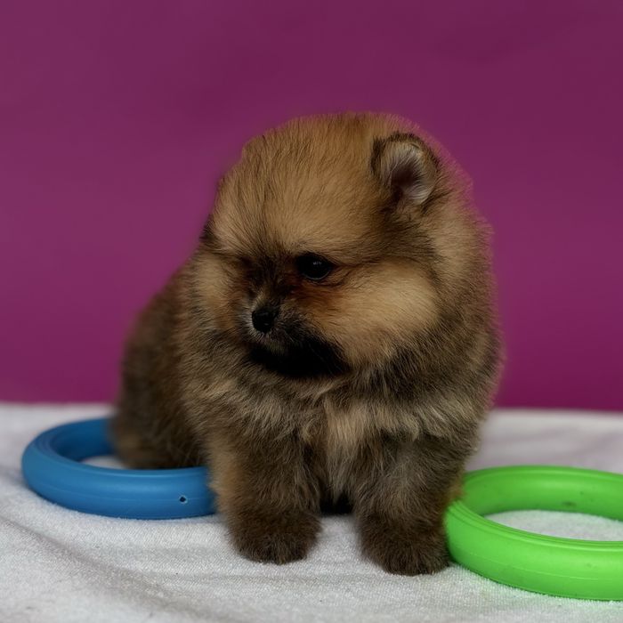 хлопчик тип ведмедика шоу классу