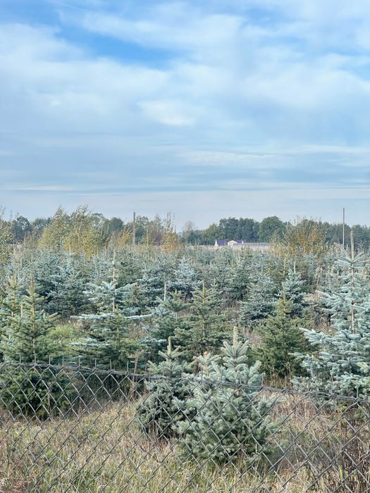 Choinki świerk srebrny - likwidacja plantacji MAZOWIECKIE