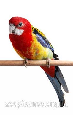 Попугай Розелла пестрая-яркий попугай все цвета радуги! Ми працюєм