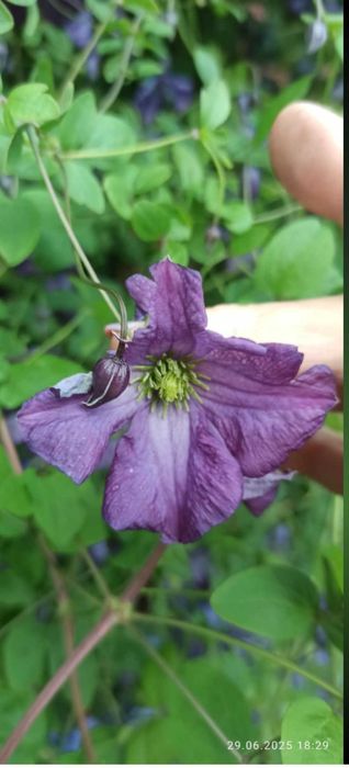 Клематис лавандово синій