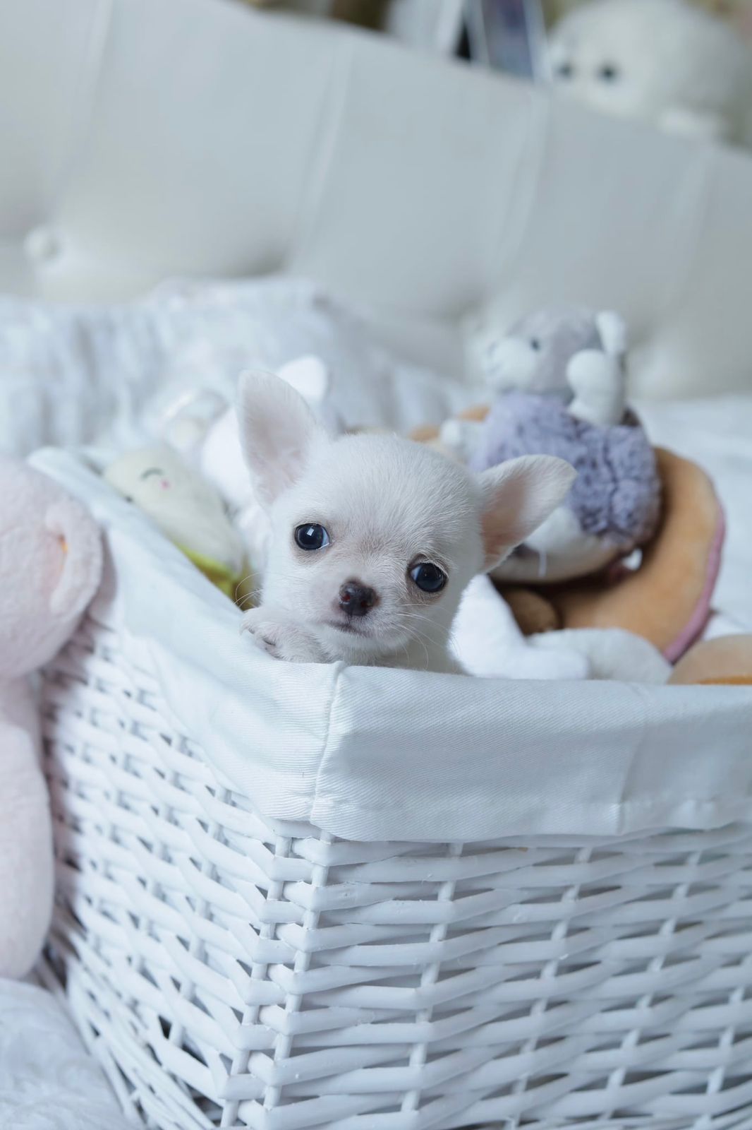 Mini dziewczynka chihuahua fci