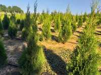 Tuja szmaragd thuja smaragd żywotnik zachodni