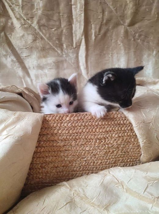 Віддам кошенят!! БЕЗКОШТОВНО!