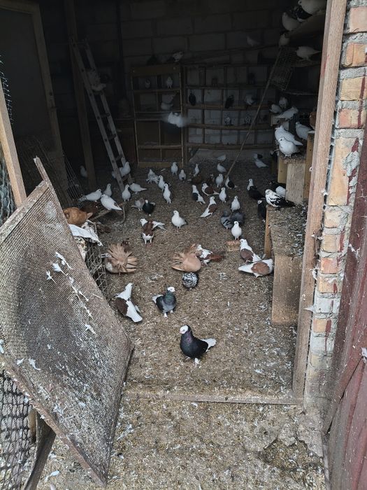 Sprzedam gołębie chowowla własna.