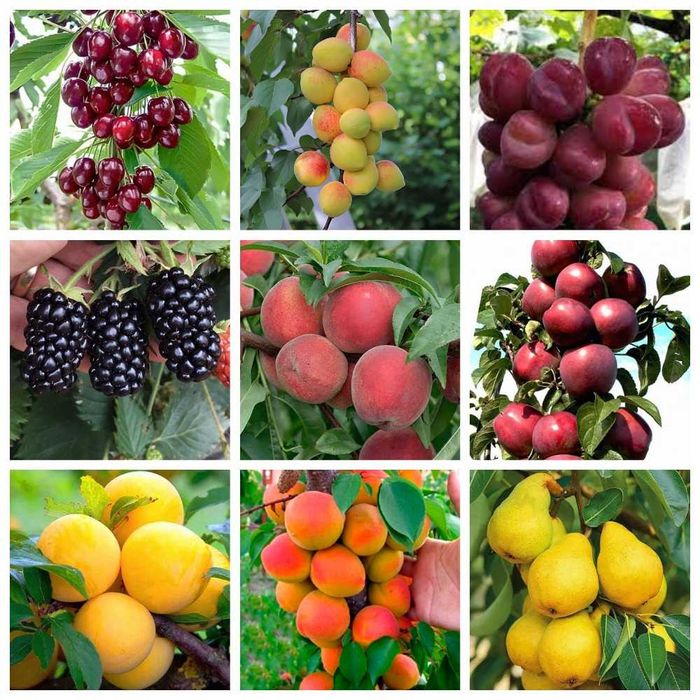 Новые сорта роз, плодовых деревьев и кустарников. Огромный ассортимент