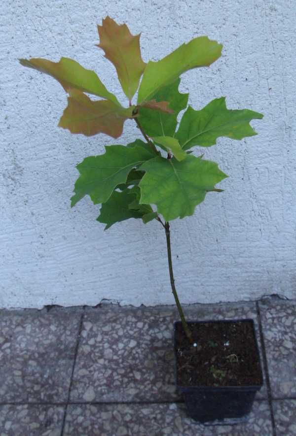 DĄB CZERWONY Quercus rubra - sadzonki w doniczkach