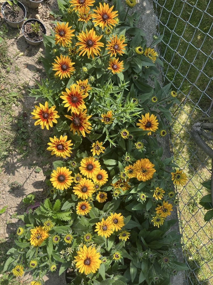 Kwiatki rudbeki