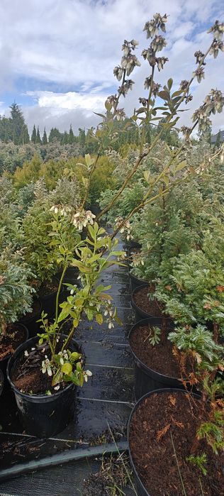 Borówka amerykańska, roślinny