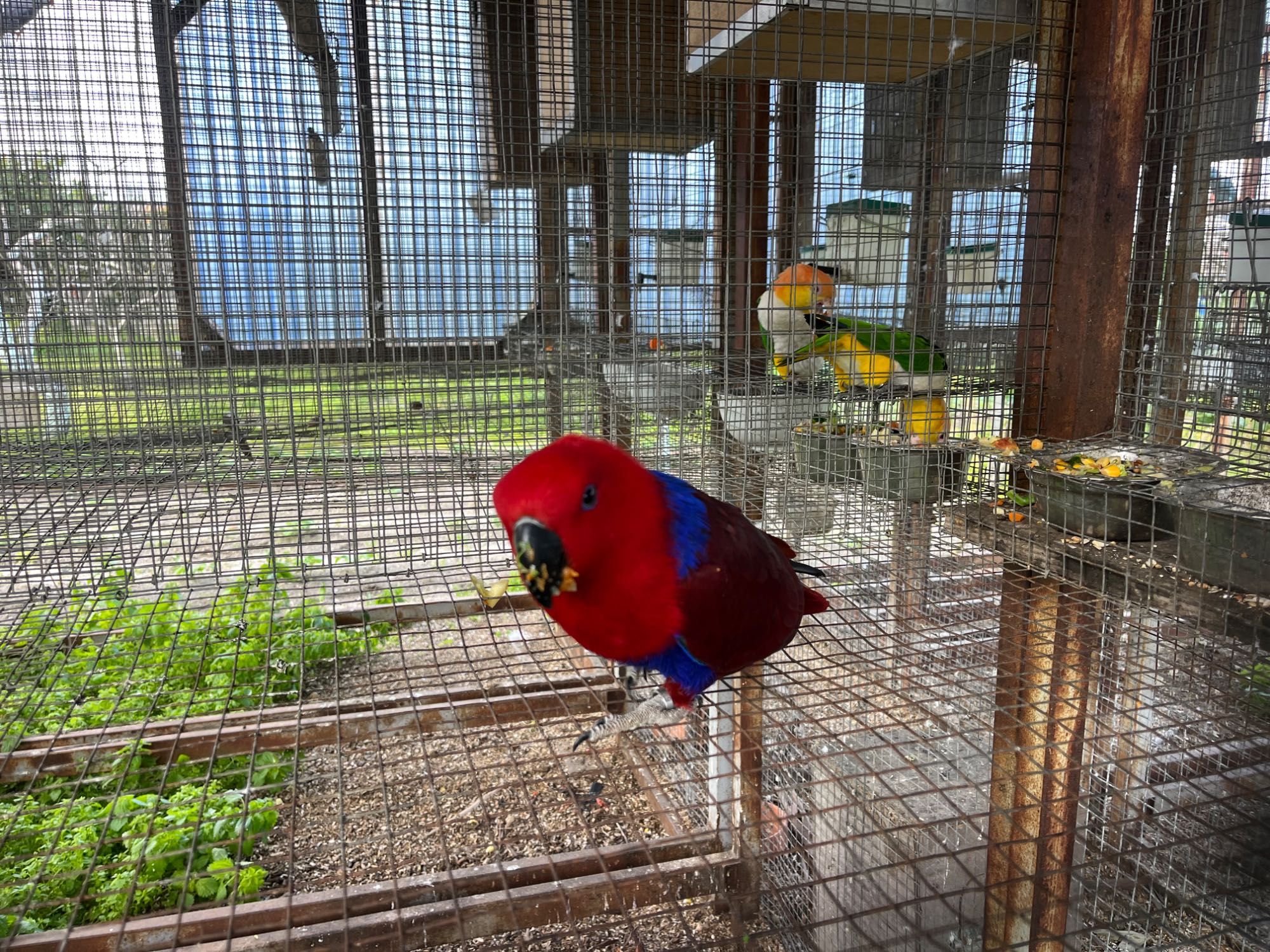 Papagaios ecletus