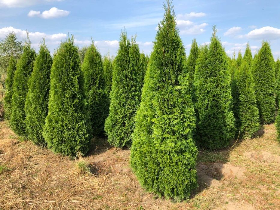 Tuja szmaragd, tuje od 60 do 250 cm! Thuja brabant do 270!