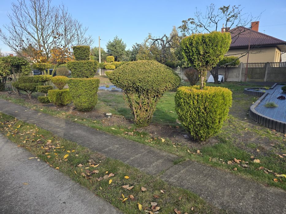 Drzewka Bonsai, Iglaki, Tuje, Krzewy