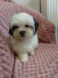 Malshi shih tzu maltanczyk