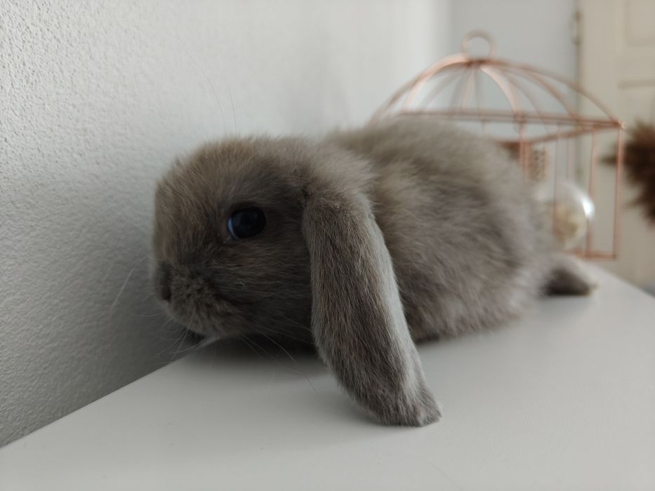 Mini Lop królik gotowe do odbioru