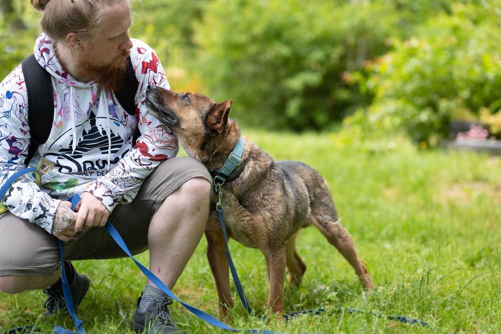 Malvet – spokojny i łagodny psiak poleca się do adopcji