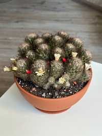 Кактус цветущий Mammillaria prolifera v.texana мамилярия