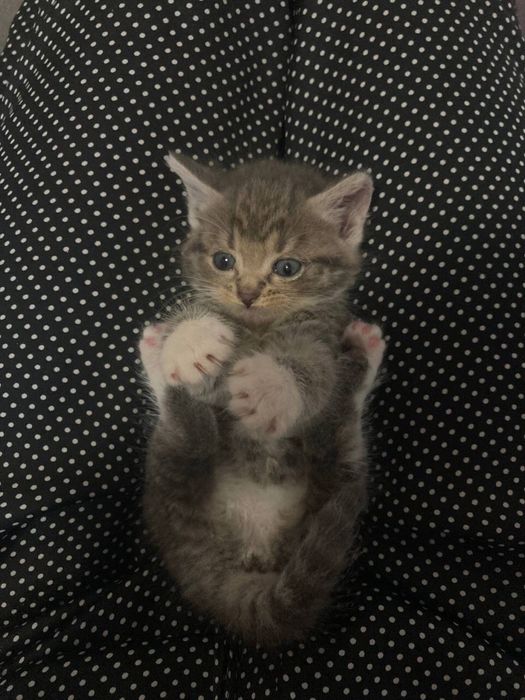 Oddaję kociaka do dobrych domów.