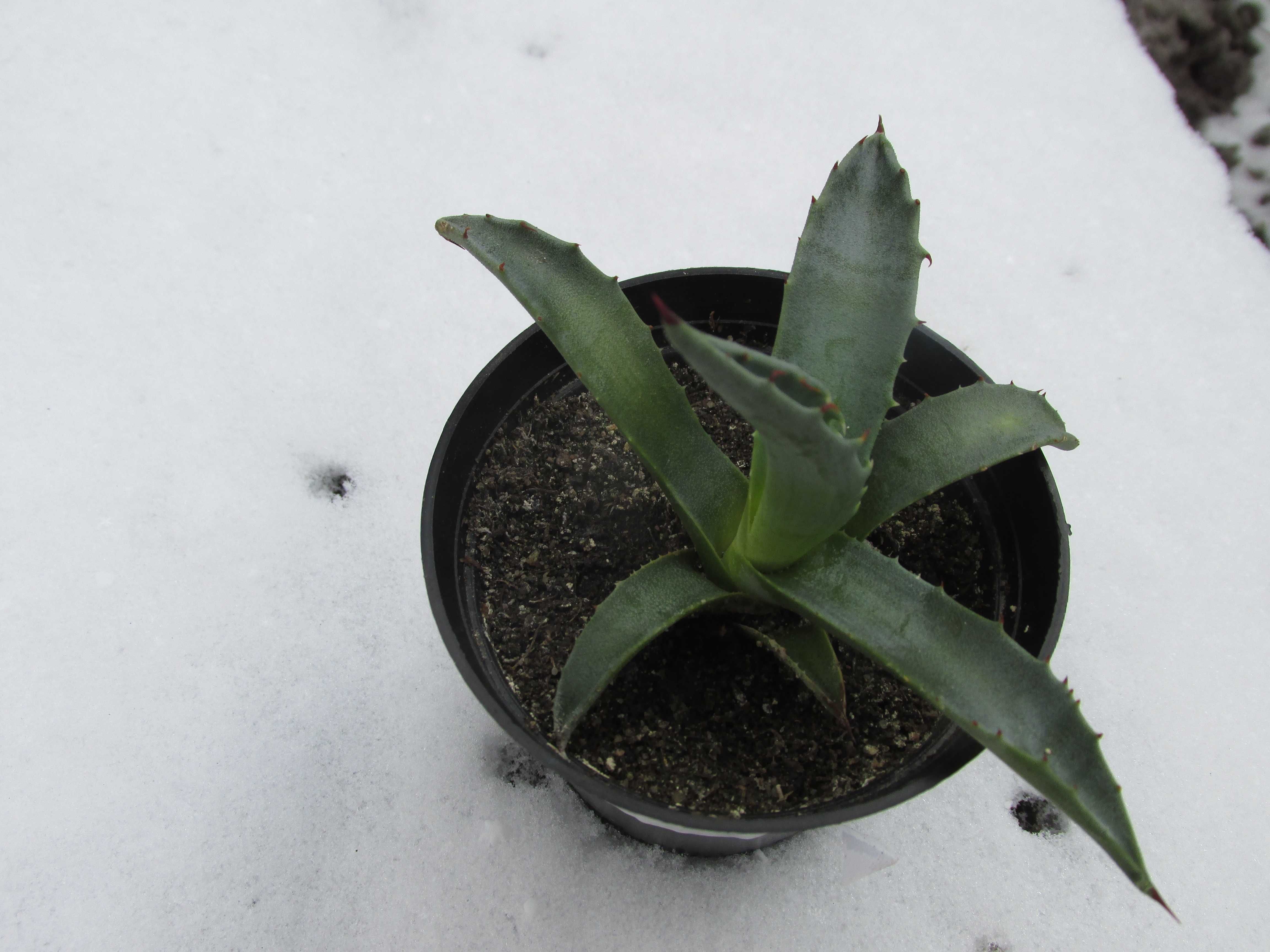 Kolekcjonerska mrozoodporna agawa do -12°C - Agave deserti - sadzonka