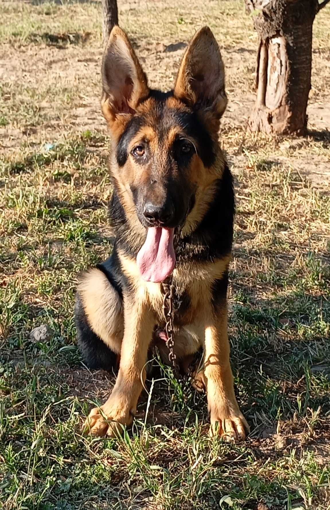 Cachorros linha de trabalho
