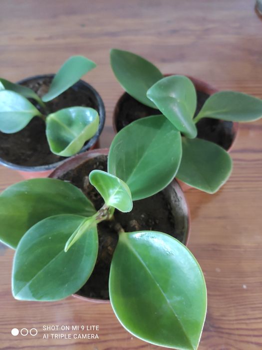 пеперомія,кімнатна рослина