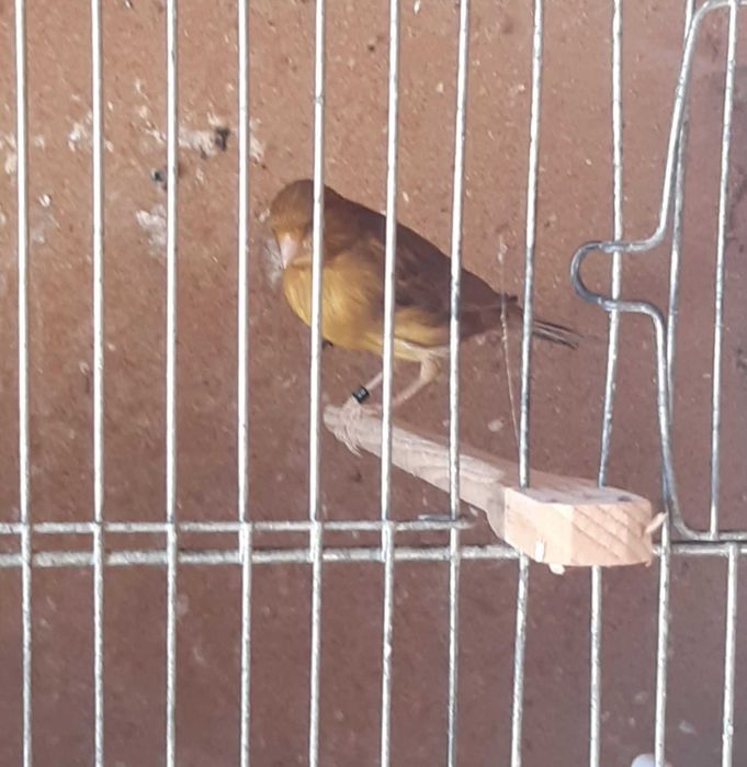 Lote de canários ou venda individual + trio de canários de Moçambique