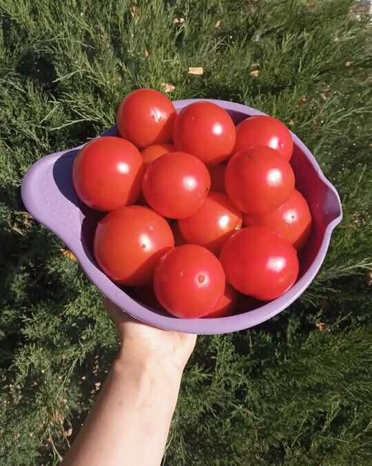 Приму в Дар томатный сок, аджику, консервированные помидоры, морс.