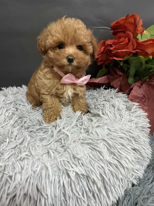 Suczka Maltipoo F1
