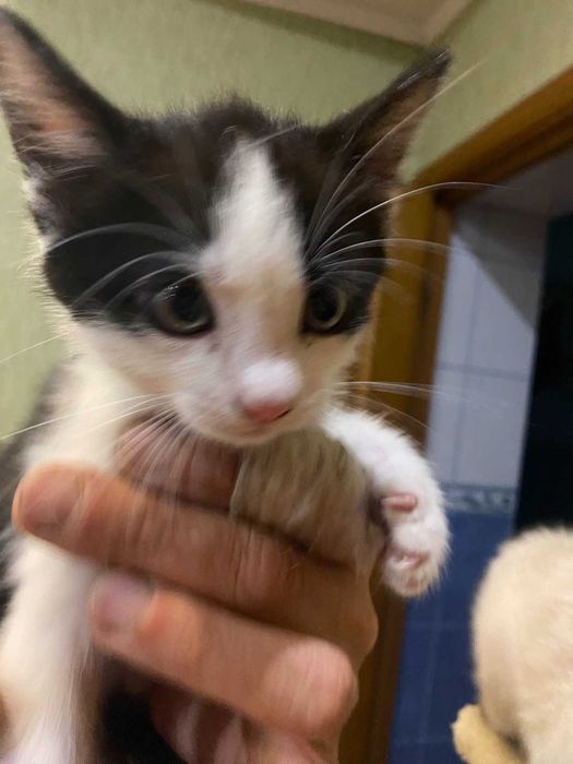 Котята в хороші руки