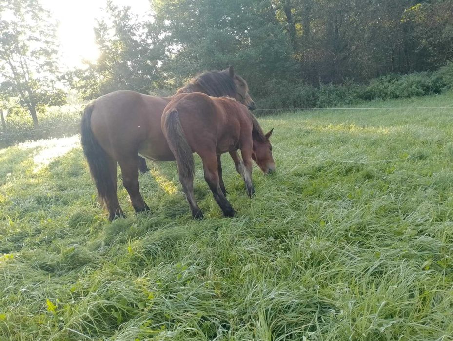 Źrebaki zimnokrwiste