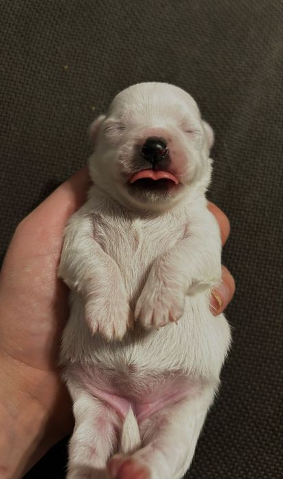 Śnieżno biała sunia po Championie gotowa do rezerwacji