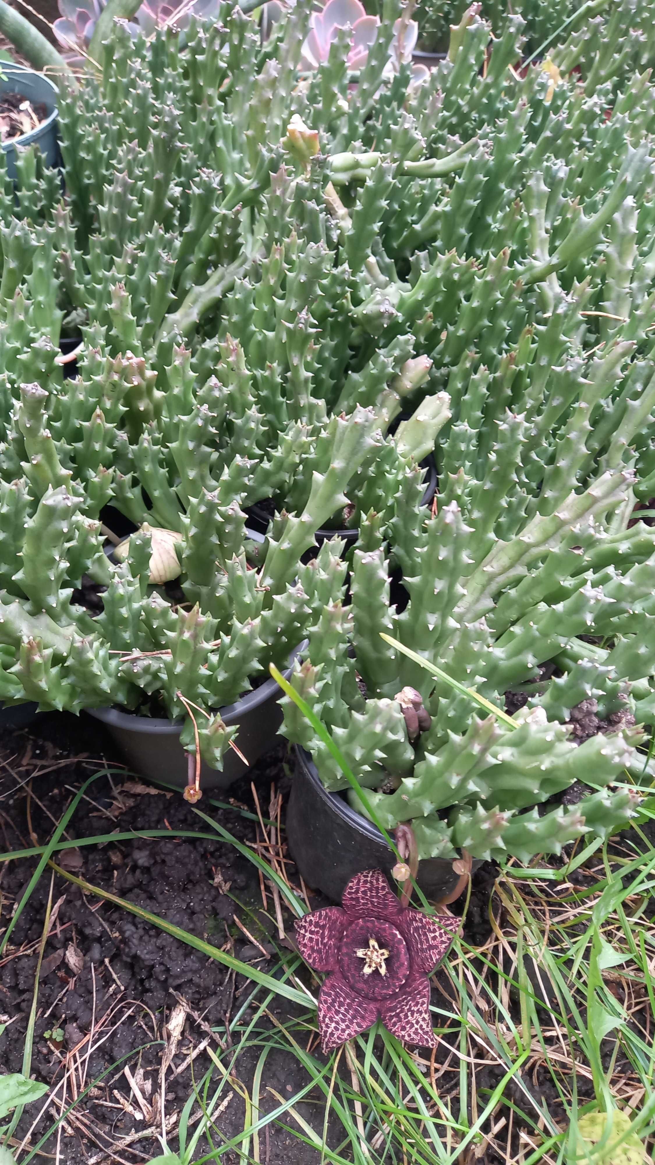 Stapelia/ Orbea Variegata/ Gwiazda szeryfa - duże sadzonki