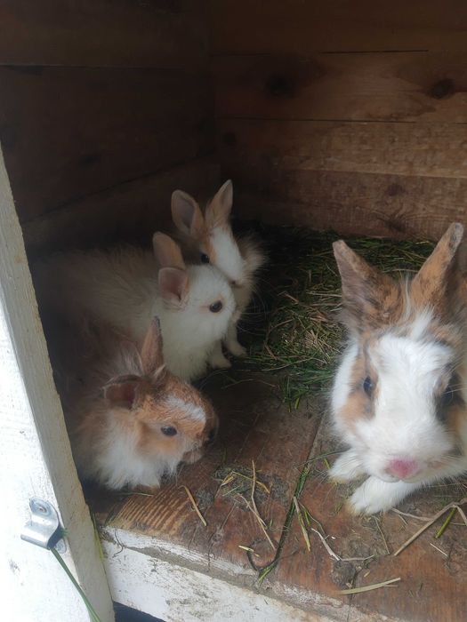Króliki miniaturki samce, samice