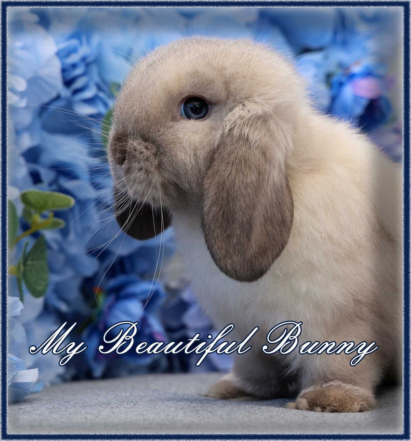 Młody Króliczek 100% Mini Lop - Seal Point
