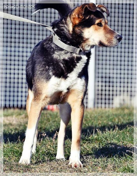 Klara – Twoja kandydatka na członka rodziny - pokochaj