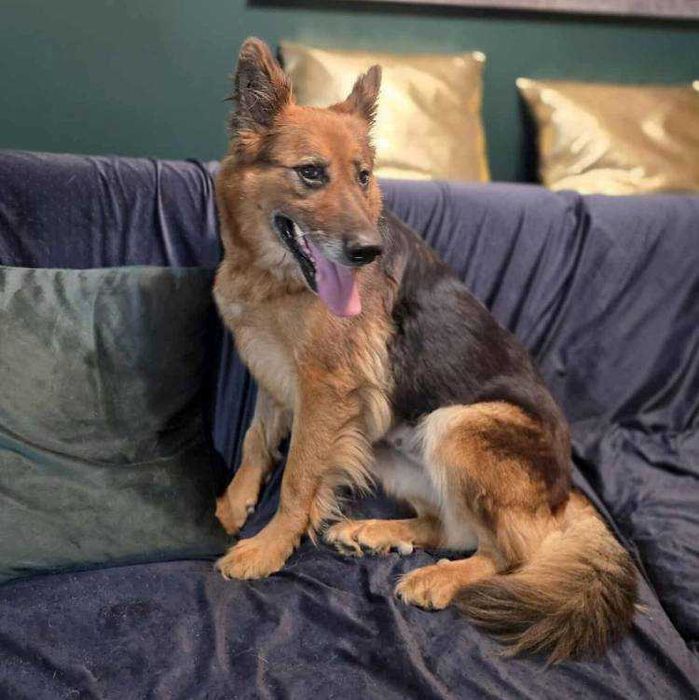 RAJA bardzo prosi o dom