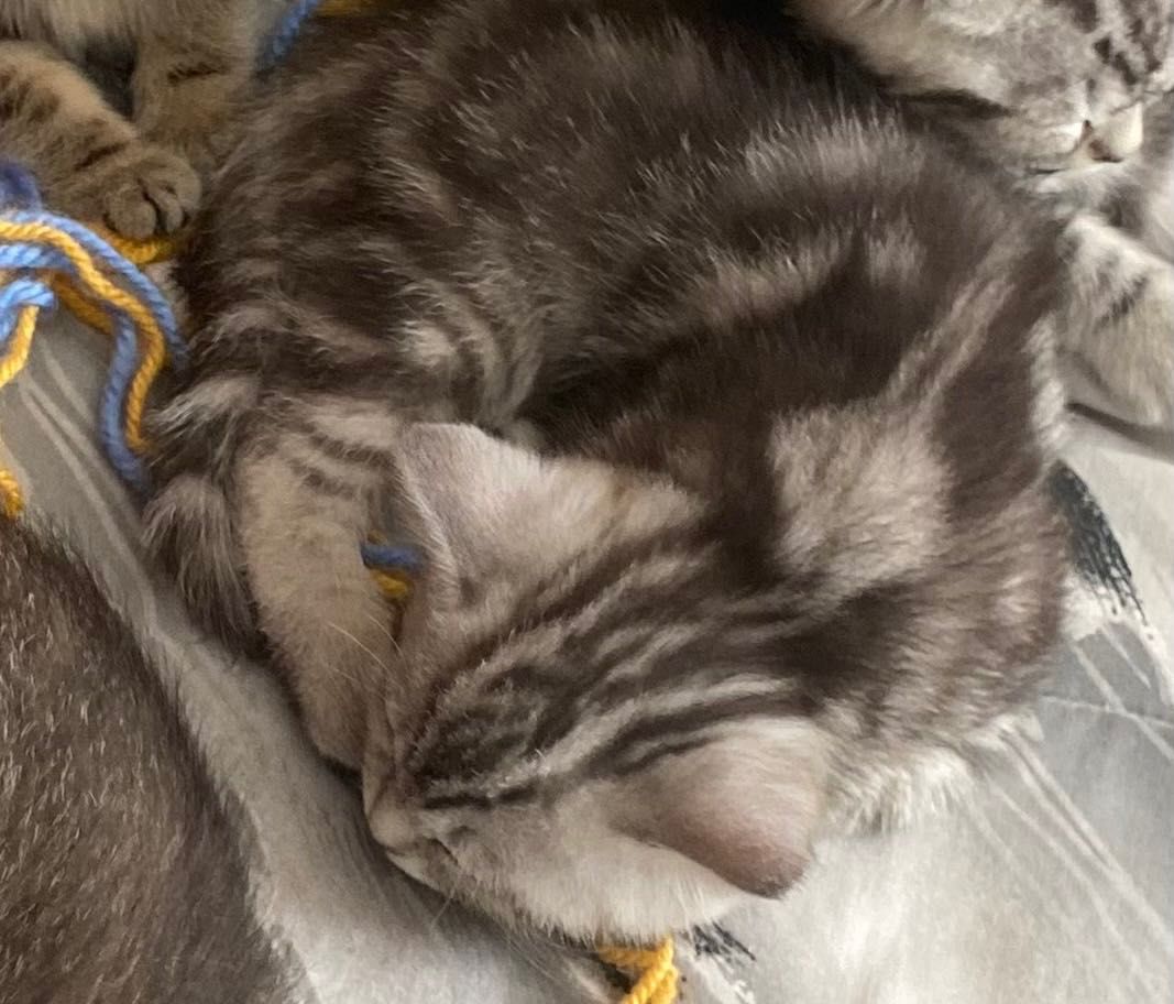 British shorthair kitten