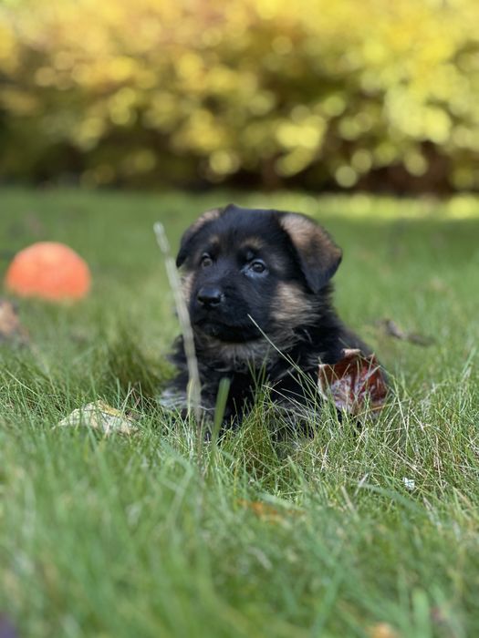 Owczarek Niemiecki Krótkowłosy – suczka Jamila z hodowli z tradycjami