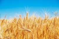 Продам пшеницю 3 класу