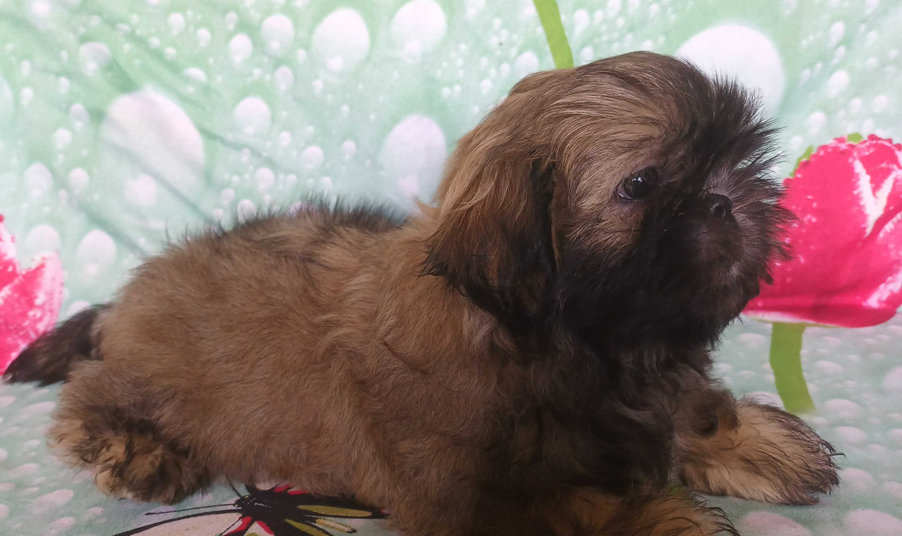 Shih Tzu puchaty piesek gotowy do odbioru