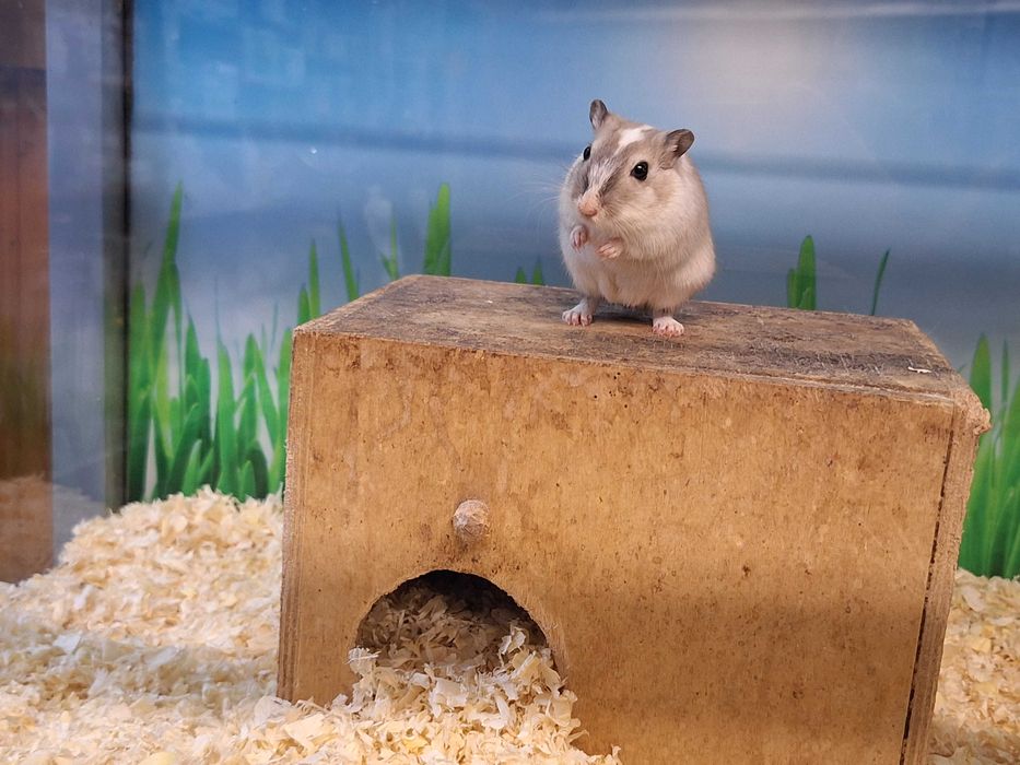 Kolorowe myszoskoczki