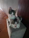 Dá-se dois gatos 3 meses