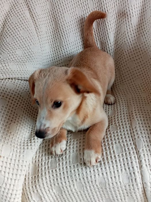 JASIO i MAŁGOSIA - dwa małe serca w drodze po swoją bajkę!