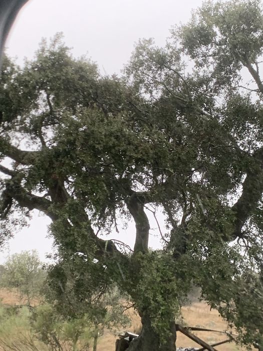 Lenha de azinho já cortada