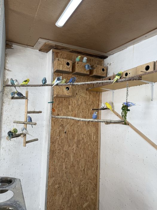 Papugi faliste na sprzedaz 30zl za sztuke