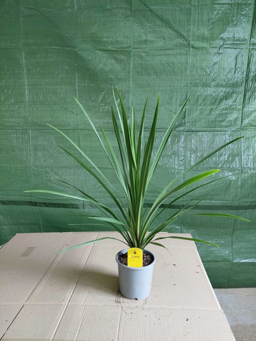 Kordylina, Cordyline 'In Peko' 80cm WYSYŁKA