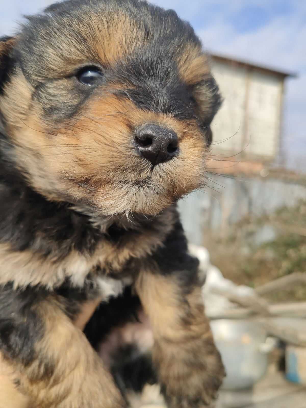 собаки яки загубились