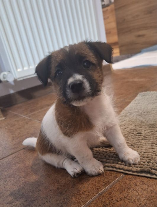 Piesek Jack Russell Terrier