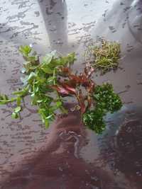 Zestaw roślin rotala, ludwiga perensis i mini red, bacopa, kryptokoryn