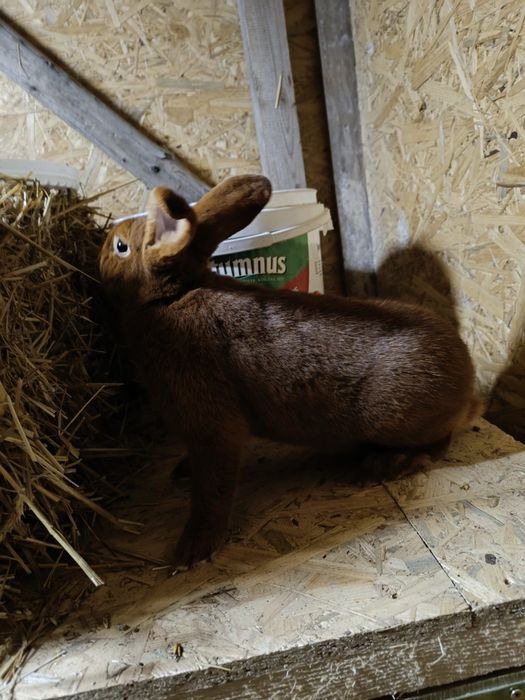 Para nowozelandzki czerwony