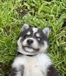 Husky siberiano pedigree  FCI  c/lop
