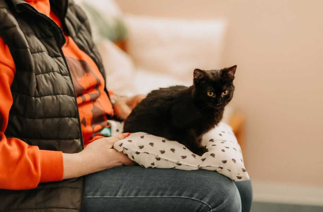 Grzeczna, spokojna i cicha kotka Puma szuka kochającego domu